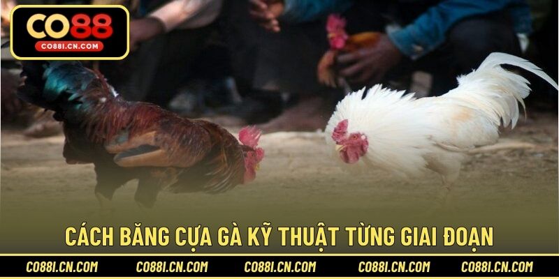Cách băng cựa gà kỹ thuật từng giai đoạn