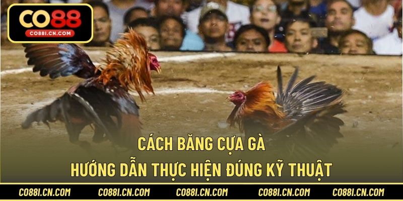 Cách Băng Cựa Gà – Hướng Dẫn Thực Hiện Đúng Kỹ Thuật
