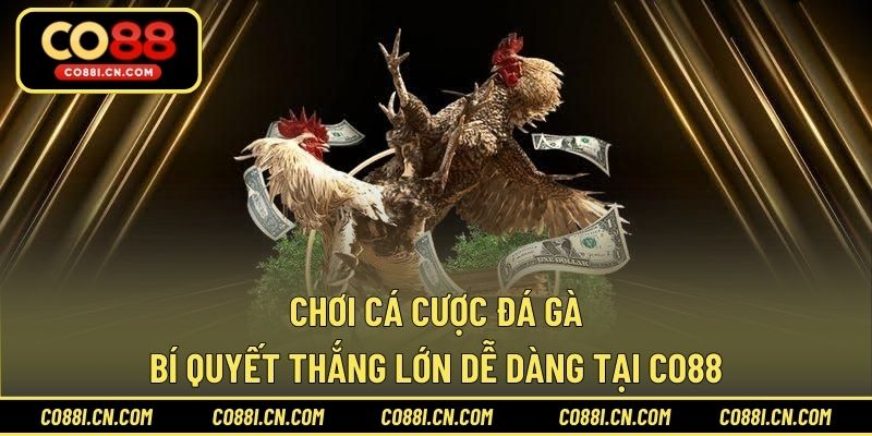 Chơi Cá Cược Đá Gà - Bí Quyết Thắng Lớn Dễ Dàng Tại CO88
