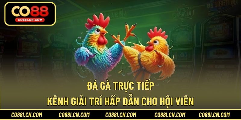 Đá Gà Trực Tiếp - Kênh Giải Trí Hấp Dẫn Cho Hội Viên