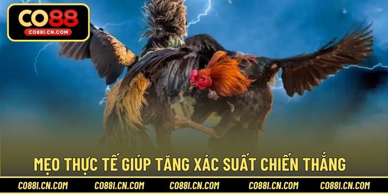 Mẹo thực tế giúp tăng xác suất chiến thắng