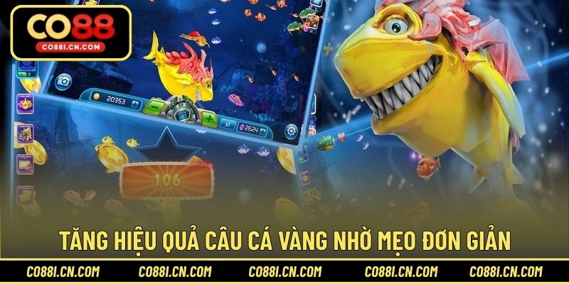 Tăng hiệu quả câu cá vàng nhờ mẹo đơn giản dễ áp dụng